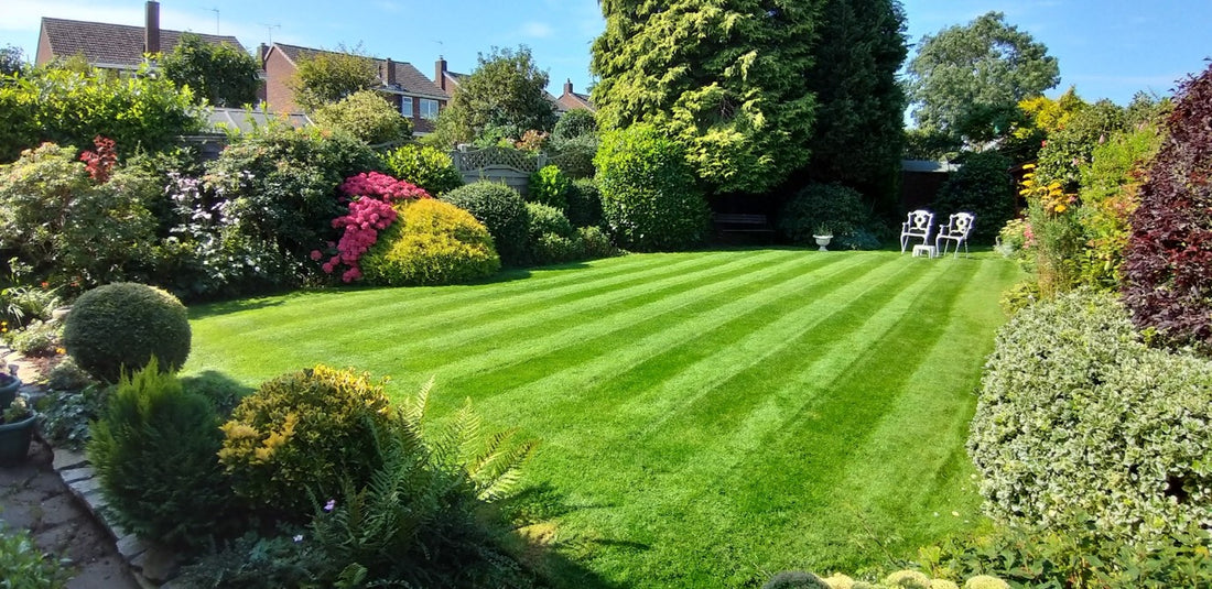A Green Oasis: Nurturing Your Residential and Commercial Lawns