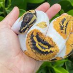 5 Best Snake Pets for Your Home