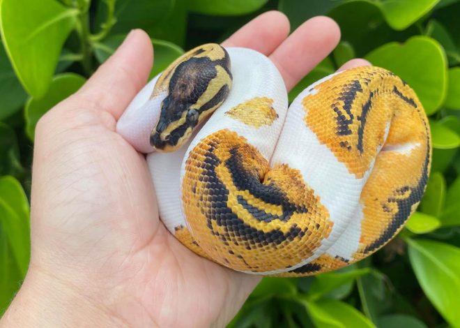 5 Best Snake Pets for Your Home