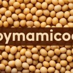 Unveiling Soymamicoco: A Fusion Delight