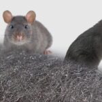 Eliminate Rat Infestations: Effective Solutions with Rat Glue Boards and Steel Wool