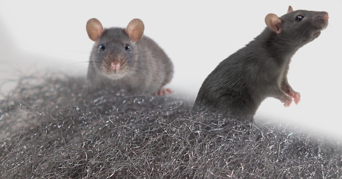 Eliminate Rat Infestations: Effective Solutions with Rat Glue Boards and Steel Wool