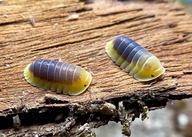 Exploring the Fascinating World of Isopods: Nature’s Hidden Gem