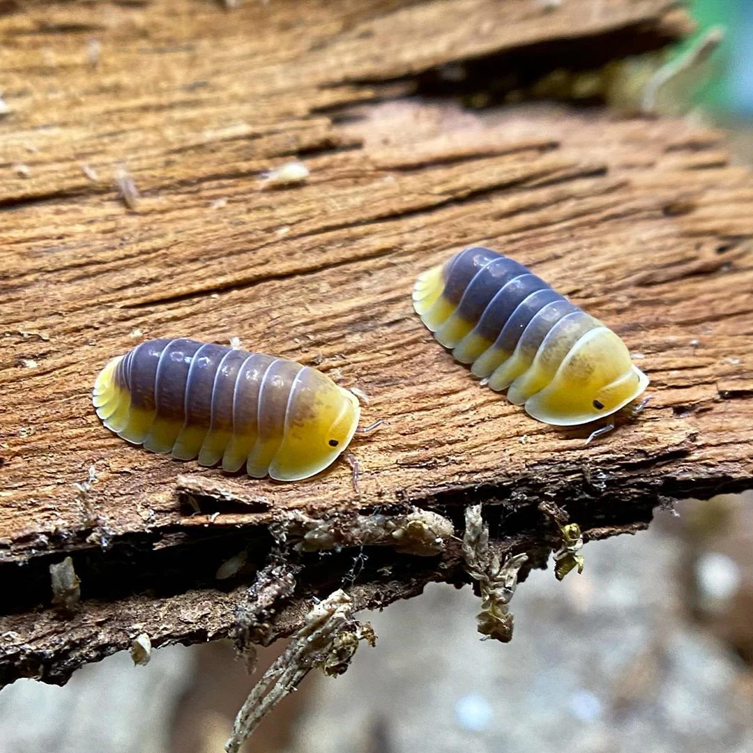 Exploring the Fascinating World of Isopods: Nature’s Hidden Gem